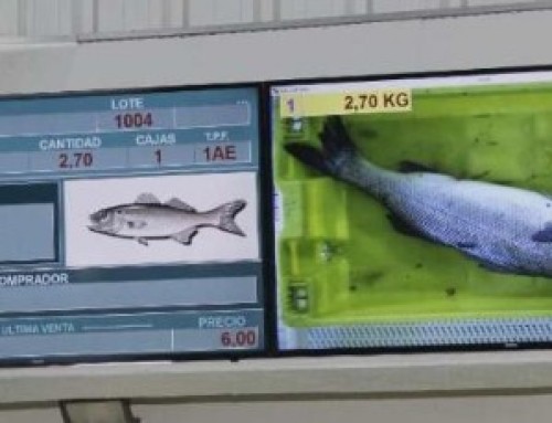 La lonja de Bueu estrena un sistema de subasta automatizado para la venta de pescado